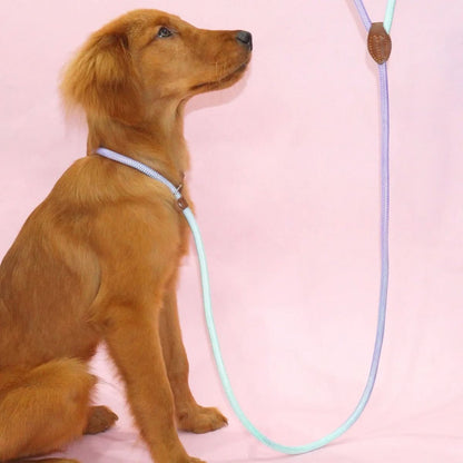 COLORLEASH – Colorful Dog Leash for Stylish Walks