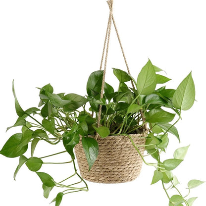BLOOMKNOT – Rustic Hand-Knotted Macrame Plant Hanger Made of Cord for Orchids and Houseplants