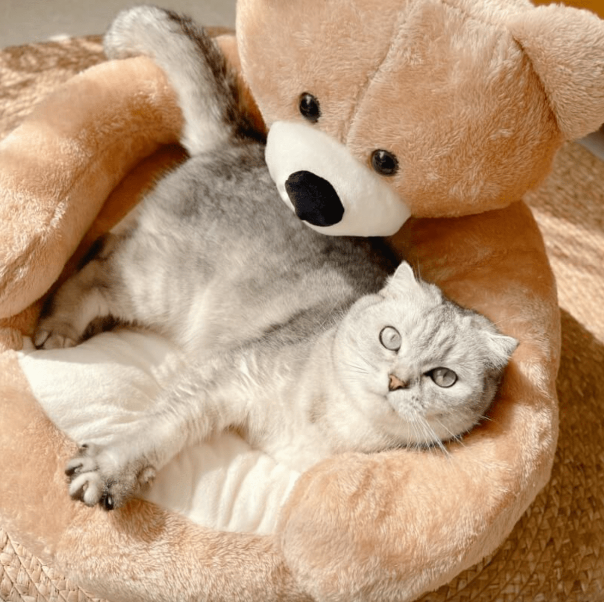 DreamWhisk Cat Bed – Cozy Cat Bed with Security & Comfort