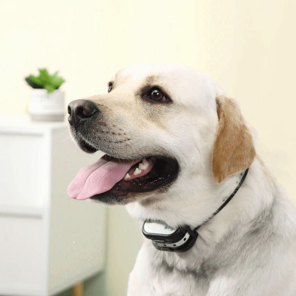 BARKZONE 300 – Wireless Dog Fence & Training Collar System