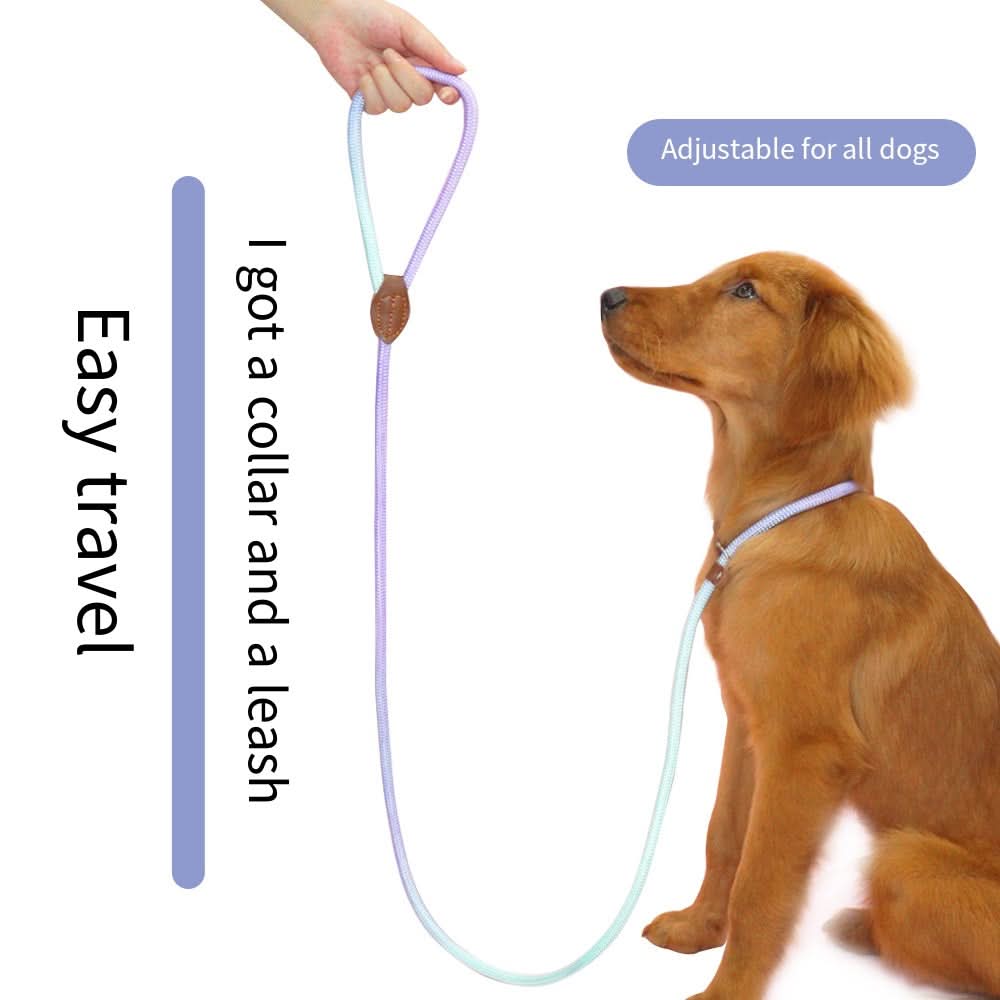 COLORLEASH – Colorful Dog Leash for Stylish Walks