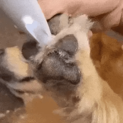 SilentPet Trimmer - Silent dog trimmer for clean paws & sensitive areas
