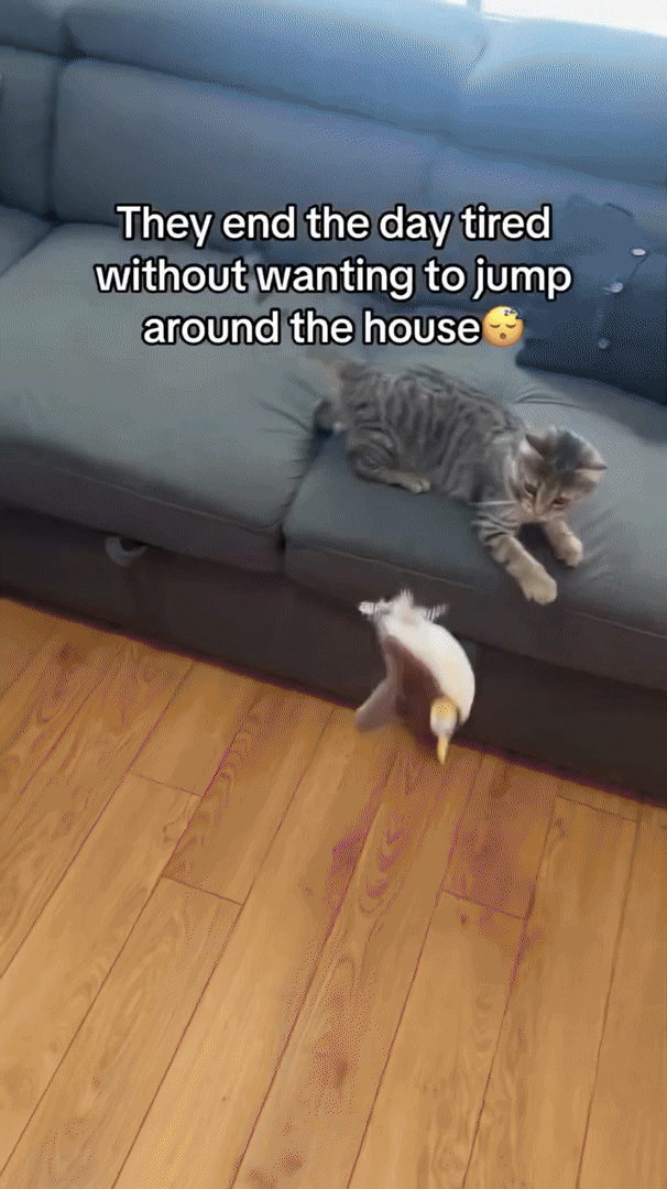 WhiskerFun plush toy - energy-saving, safe & perfect for active cats