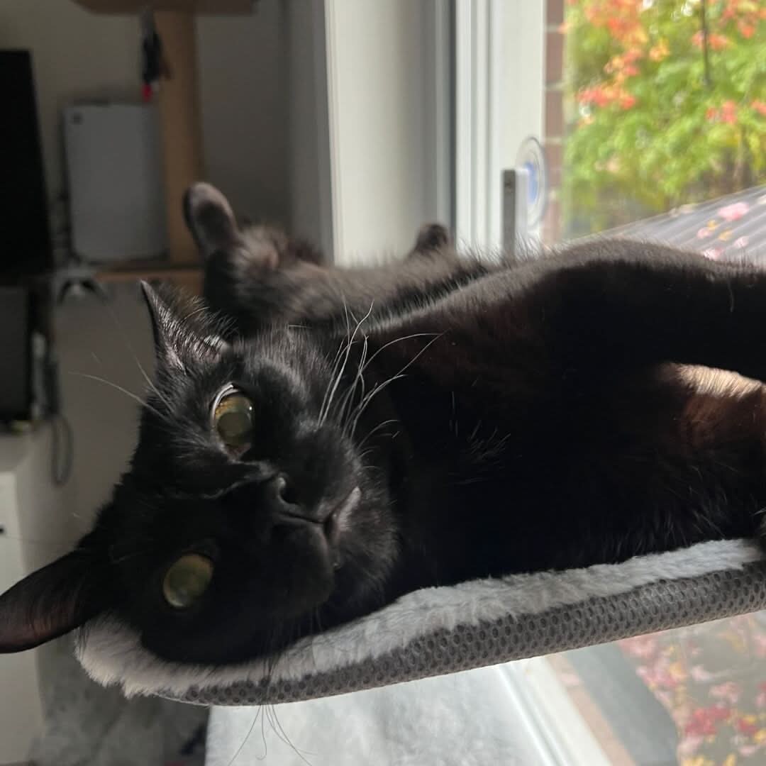 Pawperch - Foldable cat hammock for windows & walls