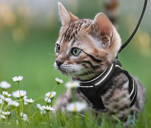 WANDERPAW – Escape-proof cat harness with reflective details